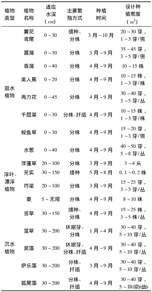 水生植物图片