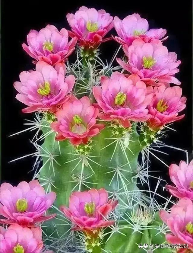 花开不是为了花落，而是为了绽放