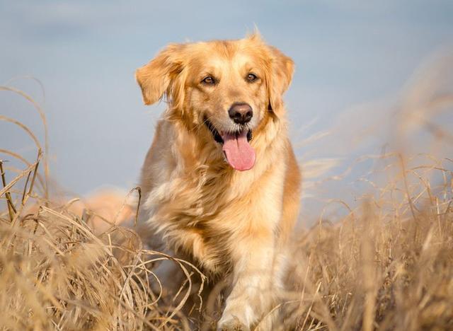 纯种金毛犬价格
