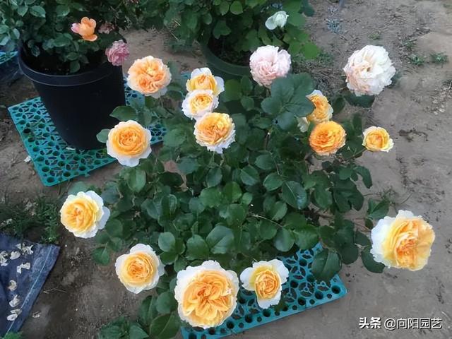 月季花的栽培