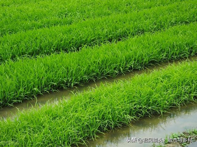 湖北宜昌：农民种植培育的水稻秧苗长势旺盛，绿色养眼