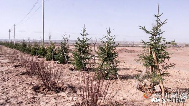 平川区：“国储林+绿色通道”厚植生态底色 扮靓城乡街景
