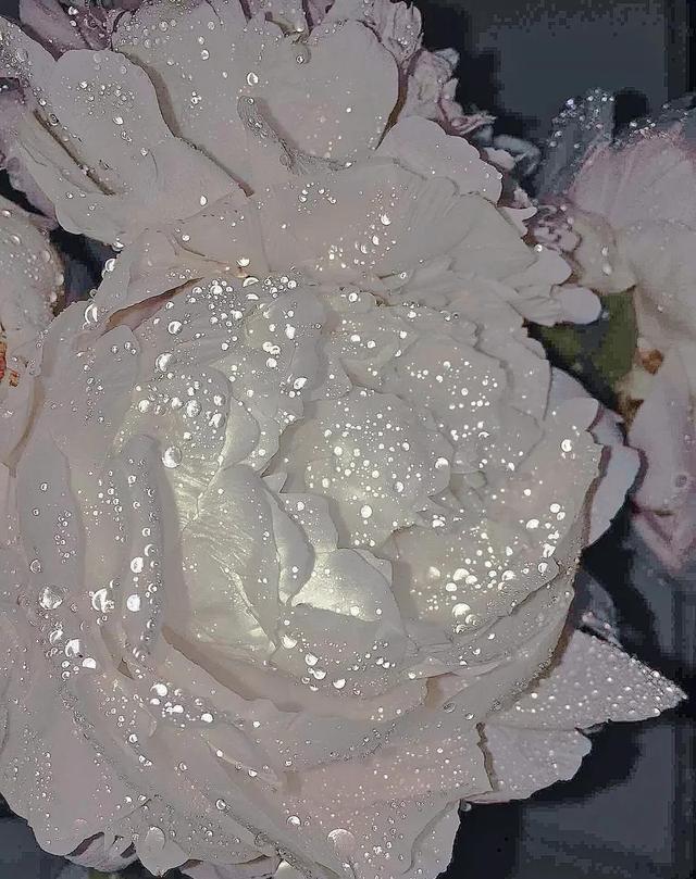 花是蓬勃的期许，是生命的礼遇，是春天的信使