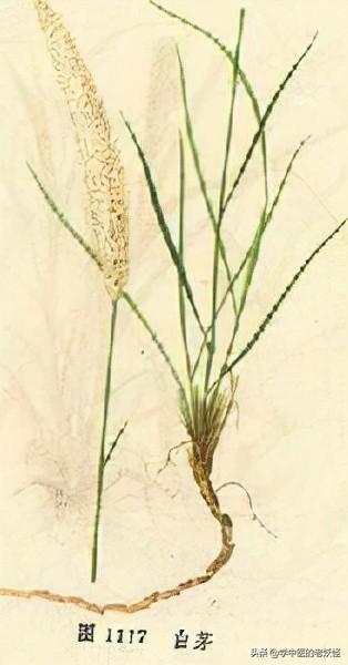 每天学习一味中药——白茅根