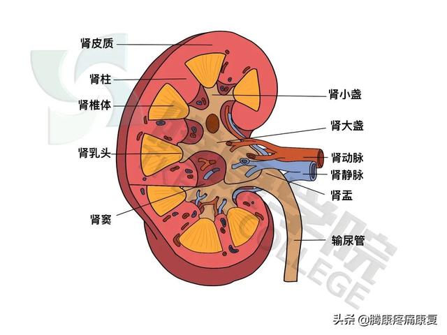 山珍海味是大补？以形补形？保护肾脏健康很有必要