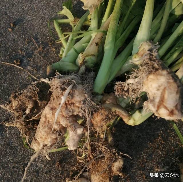 油菜根部长小萝卜似的是什么原因？油菜根肿病，没有特效药能防治1