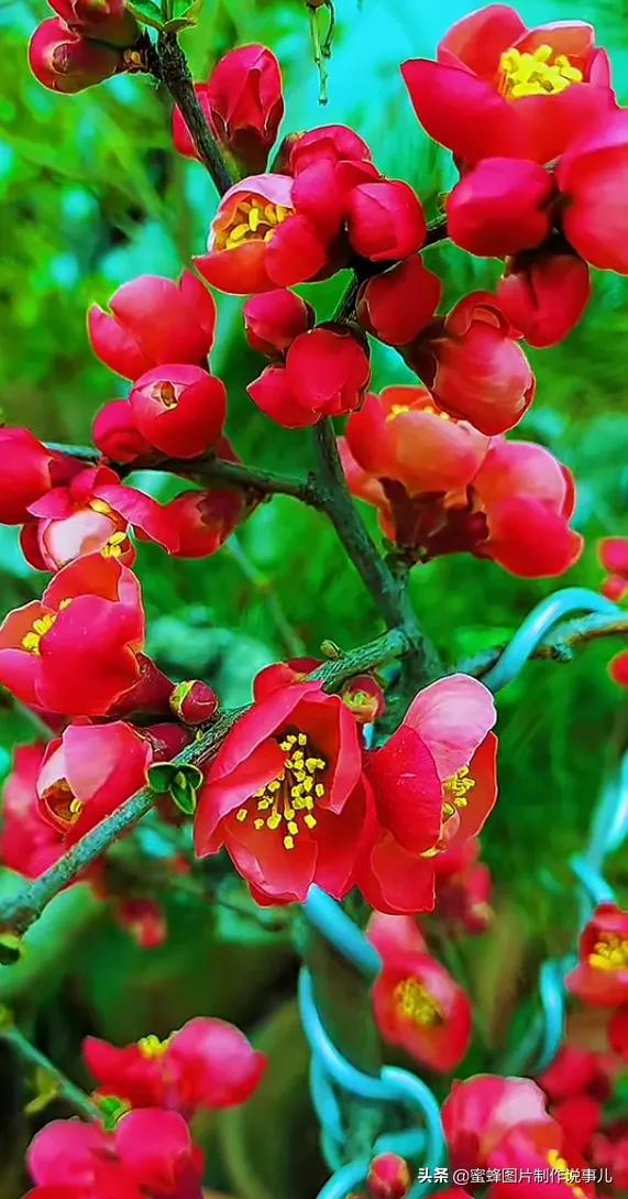 春花烂漫，竞相绽放，鸟语花香