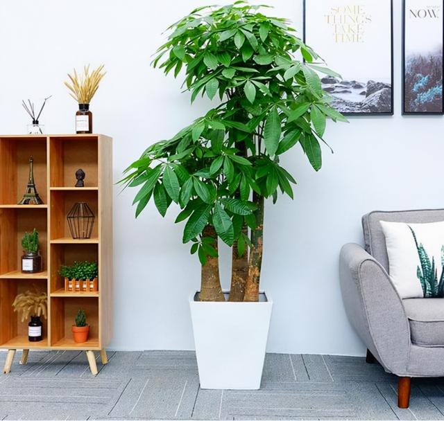 客厅最旺宅的大型植物