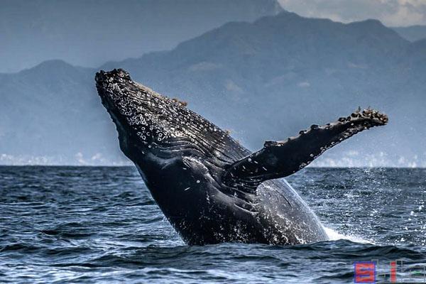 「非常重要」世界上最大的十种鲸鱼排名(世界上最大的十大鲸鱼排名)
