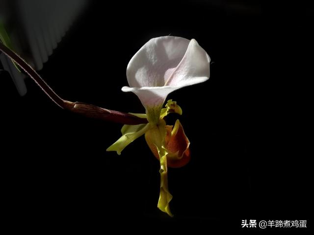 未等冬寒至 梅已報春香——北京中山公園臘梅提前綻放 盡顯芬芳
