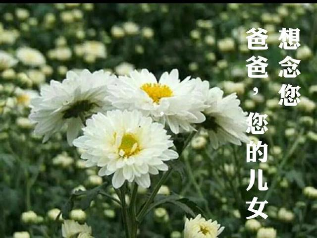 思念父母的心情短语怀念天堂的父亲的经典句子