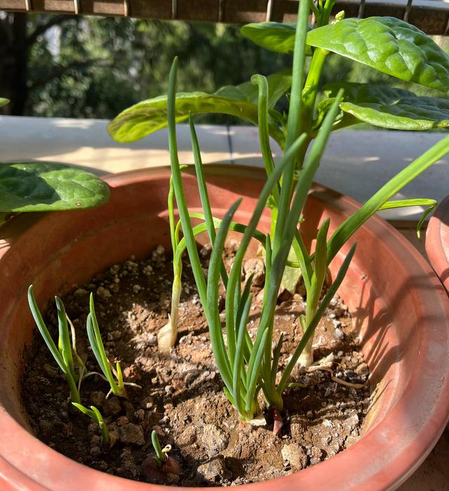 種菜很簡單,喜歡種植喜歡種菜,可以從養一盆小蔥,香蔥開始,小香蔥是家