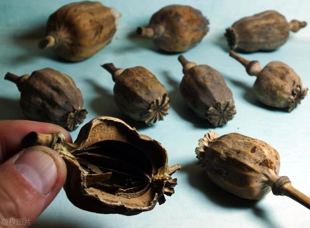 《本草纲目》良方百劳散，仅仅两味药，简单易操作却治咳嗽自汗