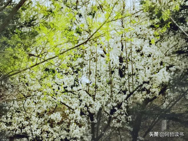 花香习习，垂柳依依，一花一世界，一树一菩提，淡妆浓抹总相宜
