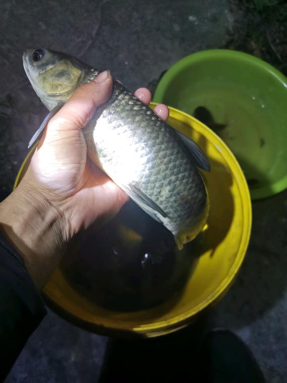惠州钓友夜钓回家，竟与一条眼镜蛇一路同行，钓友：头就在我脚边