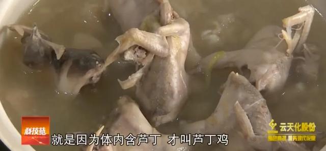 宠物的饲养