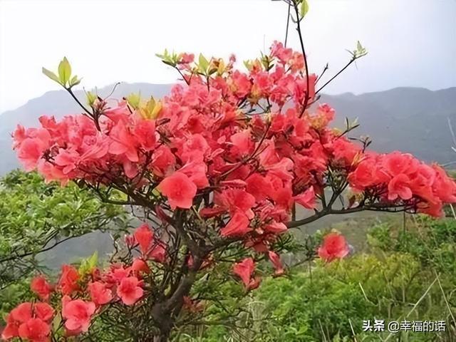 映山红开了，太漂亮了