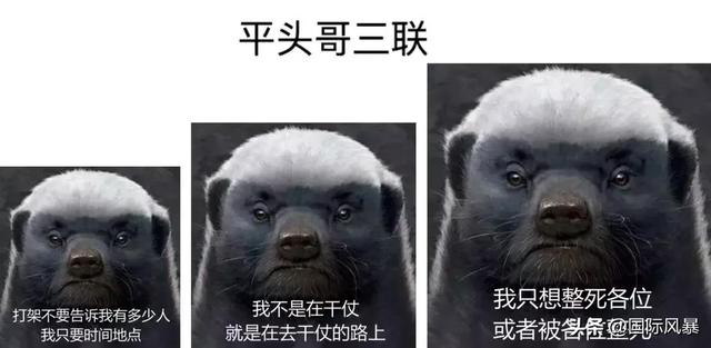 巴西土狗多次挑战豪猪，脸上却被扎满数百根刺，狗主人：免费针灸