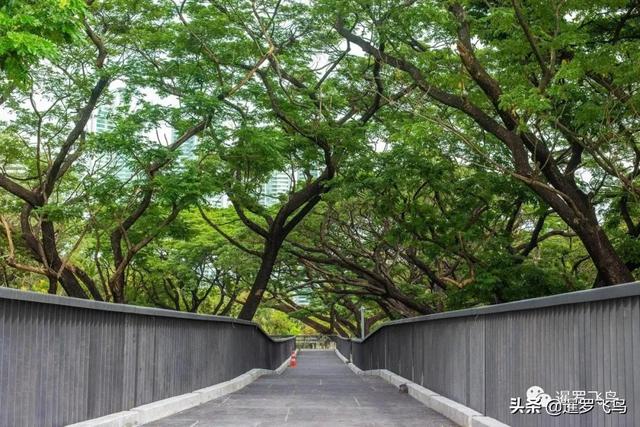 泰國旅行新打卡地：曼谷綠肺中央公園完工，市中心的湖景森林濕地