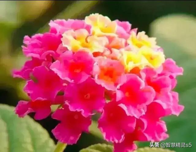 母爱是润物的细雨，母爱是醉人的春风