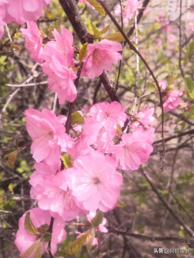 春光明媚，粉红的榆叶梅正芳菲，美美的令人陶醉