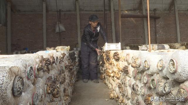 杨正礼：大棚种植蘑菇撑起“致富伞”