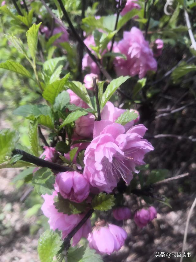 榆叶梅，是绿叶对鲜花的赞美，更是花与叶的相互点缀，相依相偎