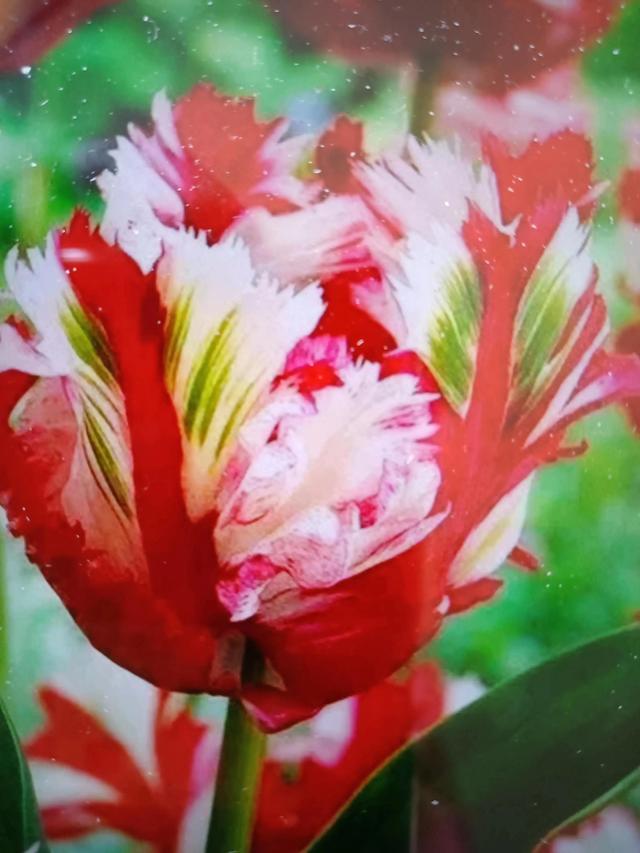 分享图片，与鲜花相伴，过美好人生