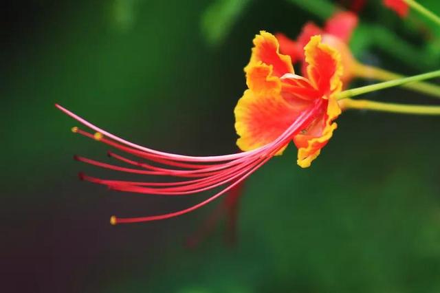 凤凰花花语 凤凰花花语（凤凰花花语与寓意） 生活