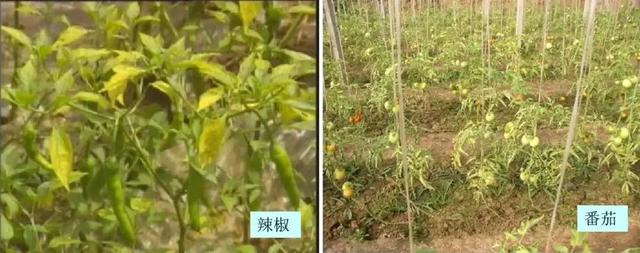 细菌性病害主打防治药：春雷霉素2