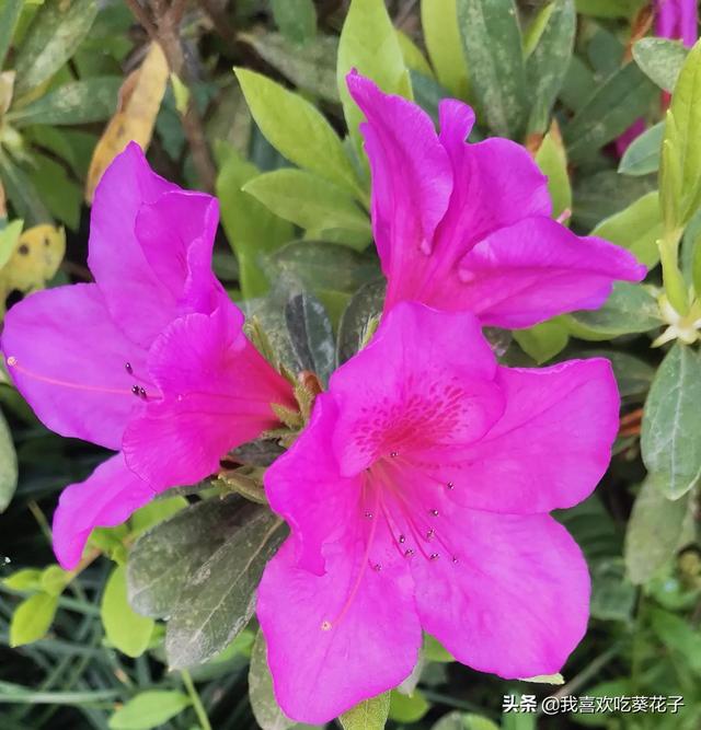 只为杜鹃来开花