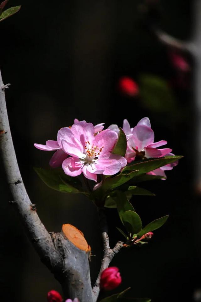 海棠花图片