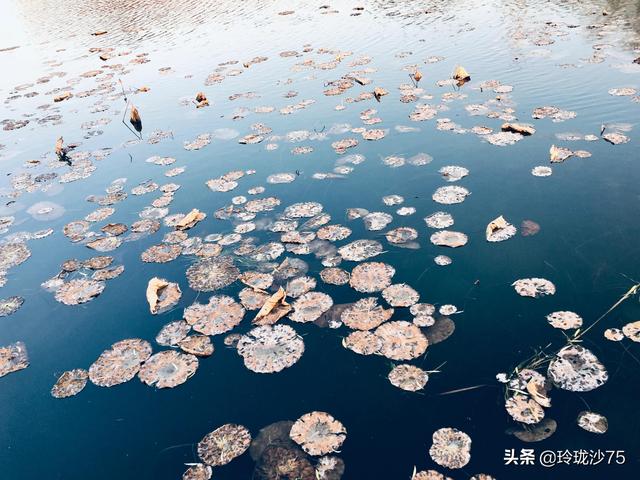 長沙唯一擁有戶外足球場的公園，更有大片水杉美景等你來