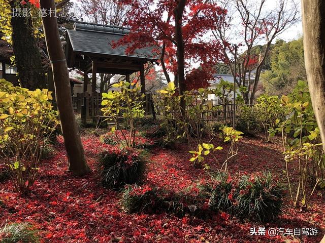 德村志成：落葉殘楓依然美麗，久違北小金本土寺