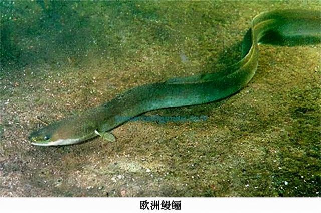 超出想象的深海世界