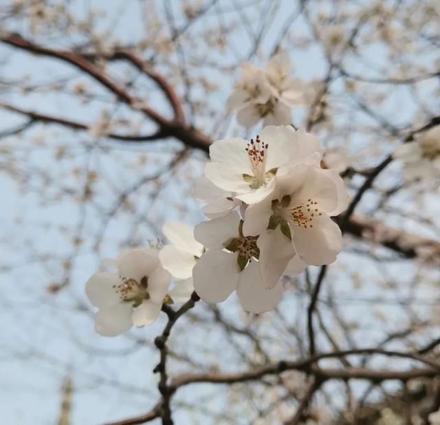 1月开什么花