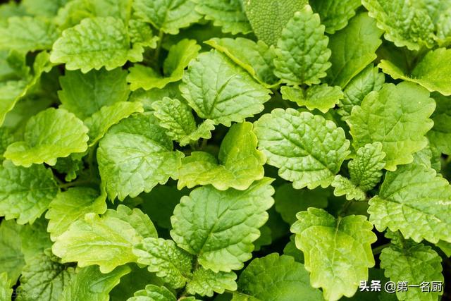 野菜有哪些 野菜有哪些（能吃的野菜有哪些） 生活