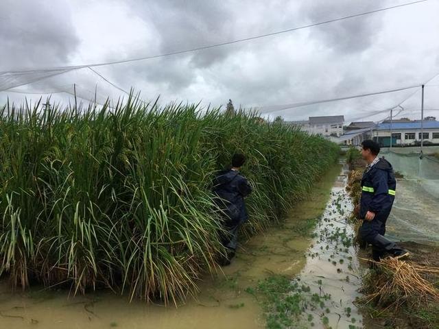 2米“巨型稻”亩产1600斤，袁老“禾下乘凉梦”成真，穗比扫帚长