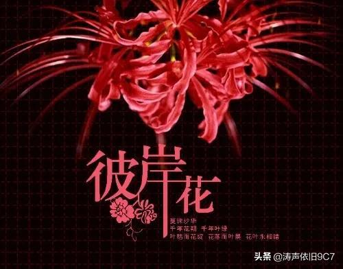 黑色彼岸花图片