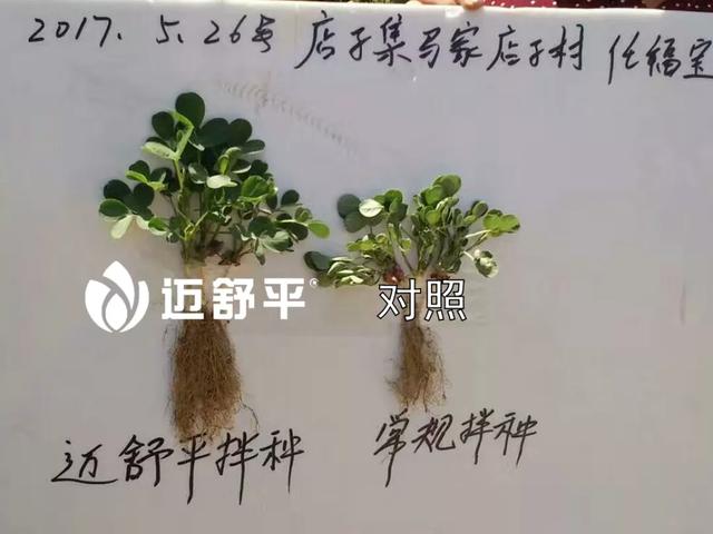 哪些地不能种花生，播种前该怎么做？多亏专家提醒，太涨知识了8