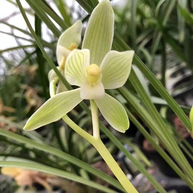 你可以选择开花的方式