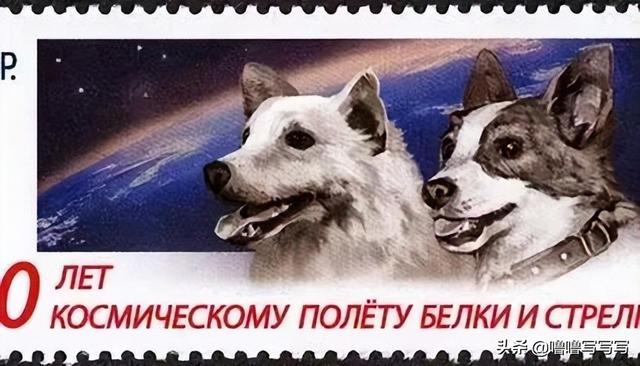 为人类太空事业做出贡献的动物们