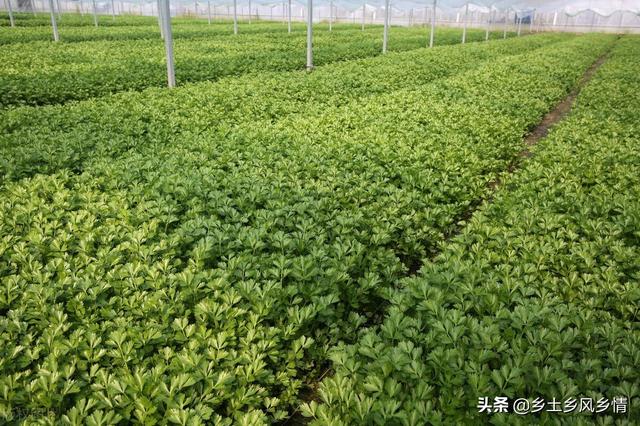 种植什么最赚钱 种植什么最赚钱（室内种植什么最赚钱） 生活