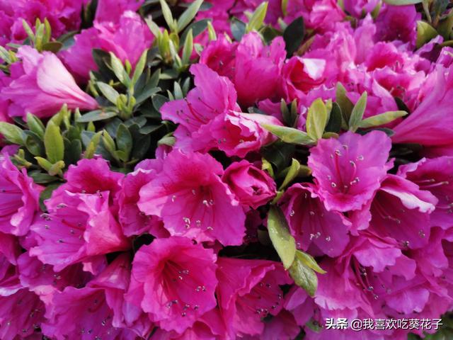 只为杜鹃来开花