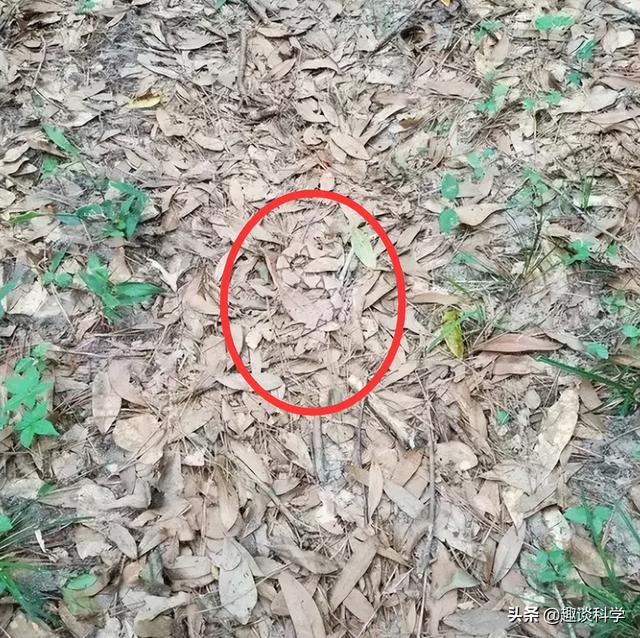 扔石头惹怒眼镜王蛇！七旬老伯被追咬，两招捡回一命，医生：万幸