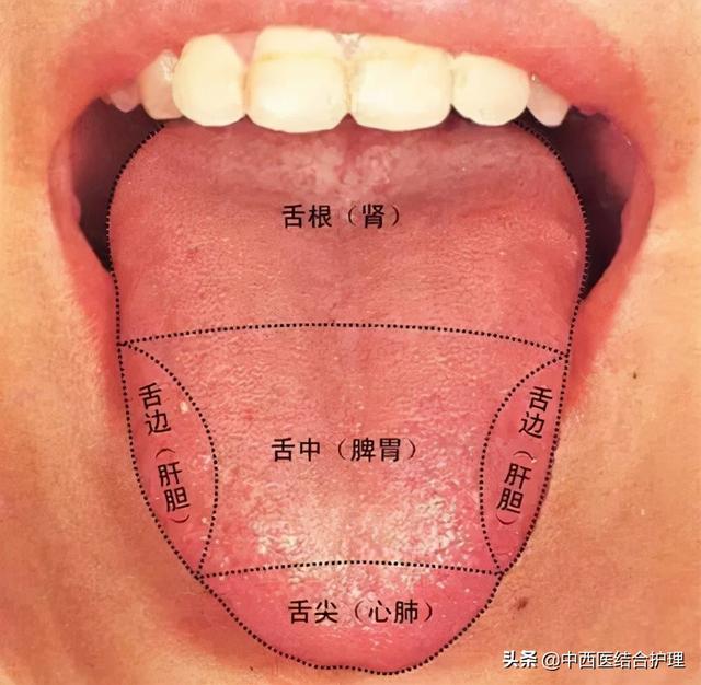 「舌诊科普」中医医生总看舌头都在看什么？奉上珍贵的舌诊图谱