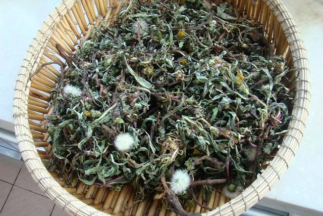 中药又立功？蒲公英或有望成为治癌、消结节的新药，是真的吗