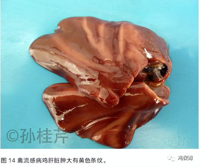 鸡皮肤是不传染