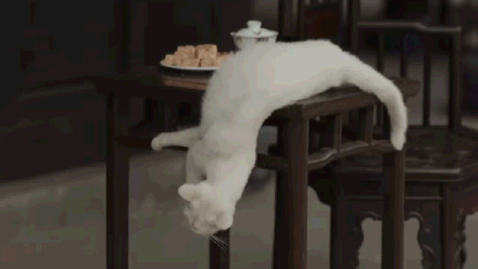 当家主母》剧组为省特效毒死真猫！遭抵制后发声明，却无人相信- 太阳信息网