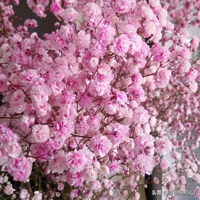 鲜花盛开，姹紫嫣红，争奇斗艳，美不胜收